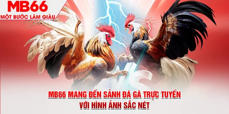 MB66 mang đến sảnh đá gà trực tuyến với hình ảnh sắc nét